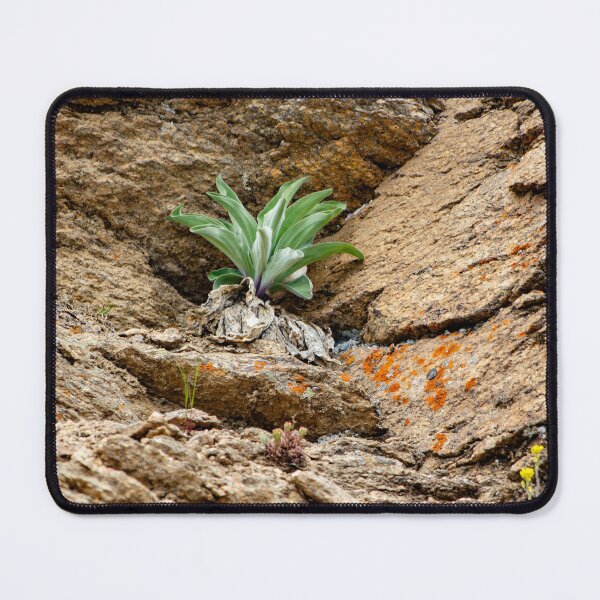 Item preview, Green plant among rocks designed and sold by Shizenkai.