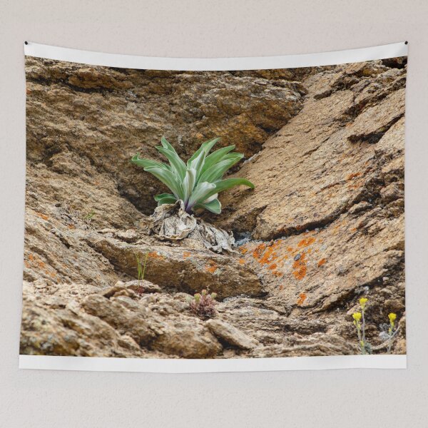 Item preview, Green plant among rocks designed and sold by Shizenkai.