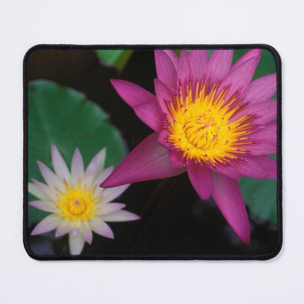 Item preview, Flower lotus Water Lilly Aquatic Plant Thailand designed and sold by Kevin Miller Photography.