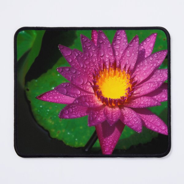 Item preview, Flower lotus Water Lilly Aquatic Plant Thailand designed and sold by Kevin Miller Photography.