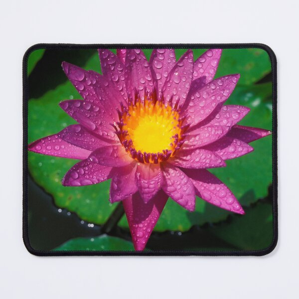 Item preview, Flower lotus Water Lilly Aquatic Plant Thailand designed and sold by Kevin Miller Photography.