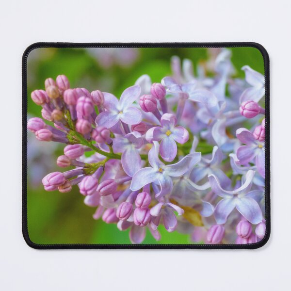 Item preview, Delicate Lilac Blossom designed and sold by Kasia Design.