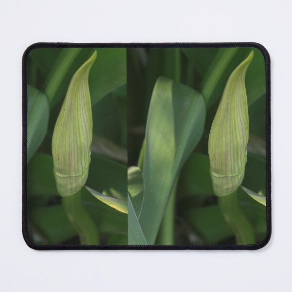Item preview, Daylily Scape designed and sold by Robert Armendariz.