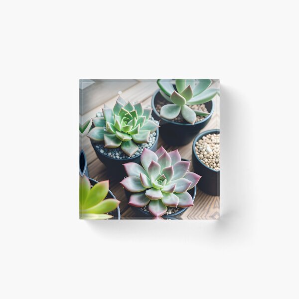 Item preview, Succulents designed and sold by amac1662.