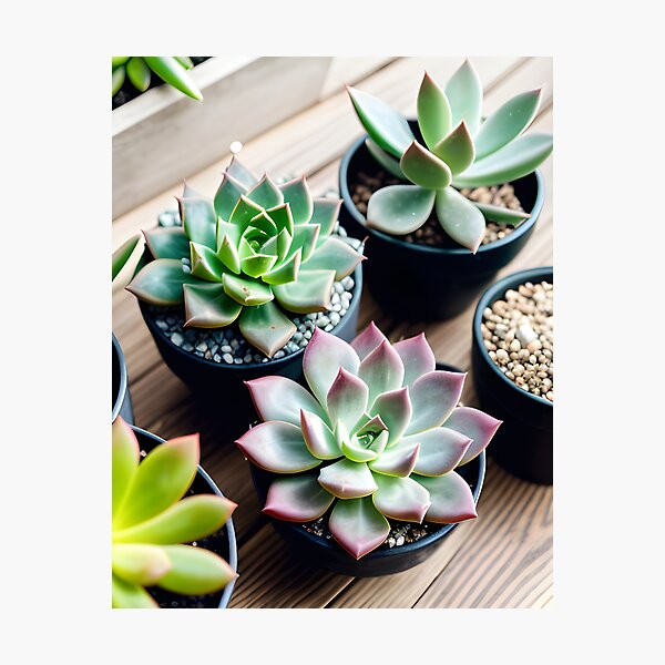 Item preview, Succulents designed and sold by amac1662.