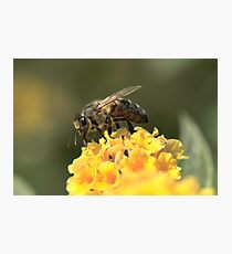 Bee on Buddleja Photographic Print
