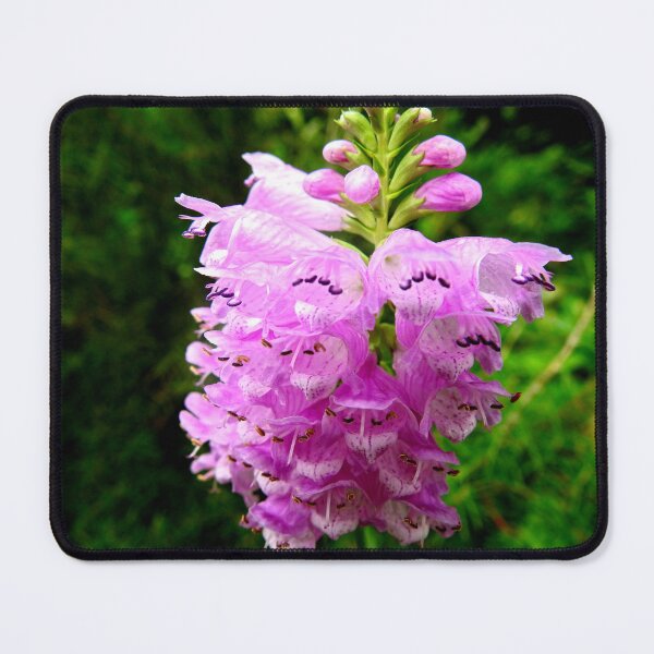 Item preview, Beautiful Lilac Foxglove designed and sold by AussieAl.