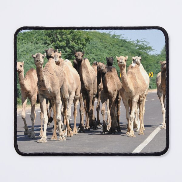 Item preview, India- camels on the road designed and sold by franck380.