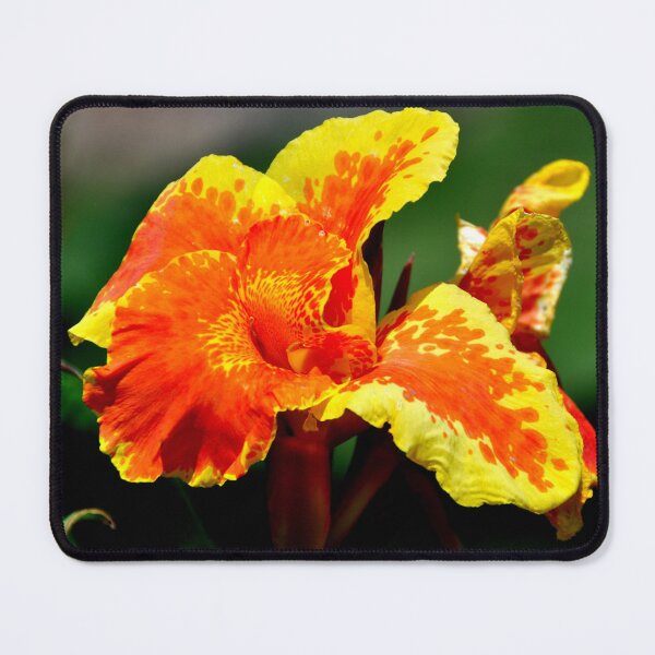 Item preview, India - Udaipur, Flower designed and sold by franck380.