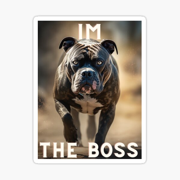 Boss Status Bully's