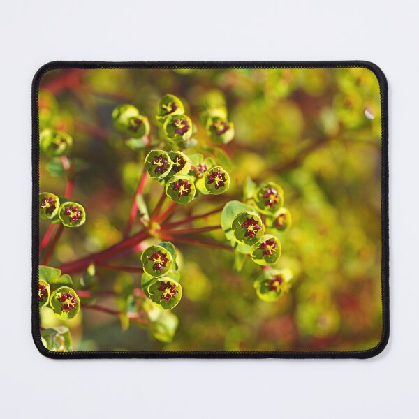 Item preview, Mediterranean Spurge Flowers Green Red designed and sold by Joy Watson - Natural Light Photography .