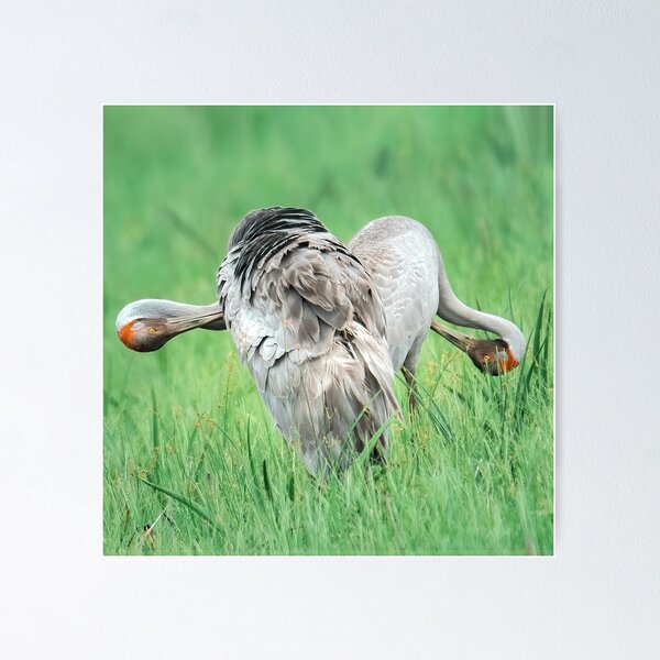 Item preview, Brolgas Love Kakadu designed and sold by Peter Keepence.