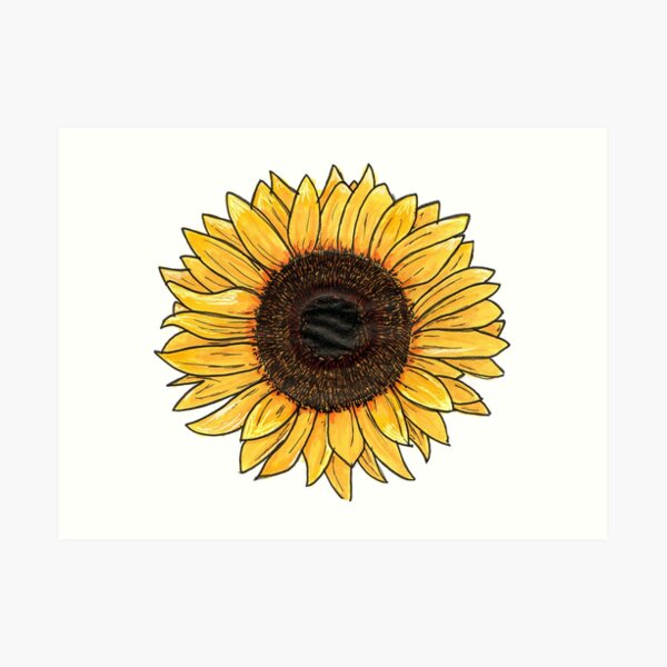 Sunflower Art Print