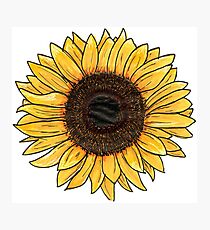 Sunflower Photographic Print
