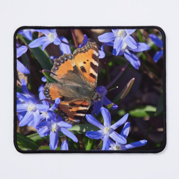 Item preview, Small tortoiseshell on the Glory of the Snow designed and sold by Jouko Lehto Photography.