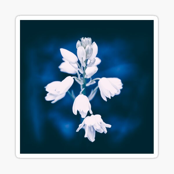 Aperçu de l'œuvre Jacinthes Espagnoles Cyanotypes créée et vendue par Tanya C  Smith.