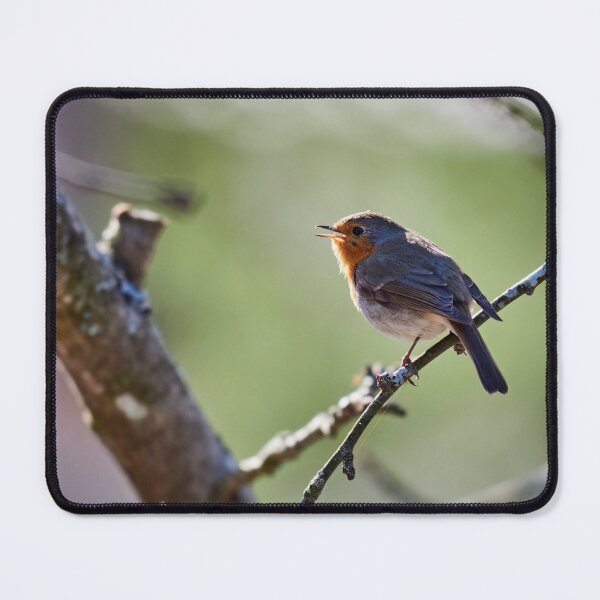 Item preview, Light green songs. European robin designed and sold by Jouko Lehto Photography.