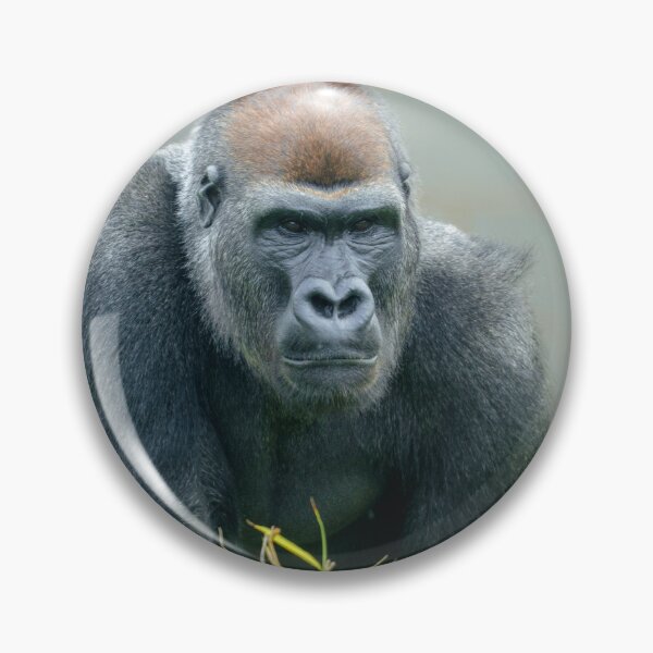 Item preview, Blackback Gorilla Lope designed and sold by rawshutterbug.