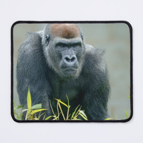 Item preview, Blackback Gorilla Lope designed and sold by rawshutterbug.