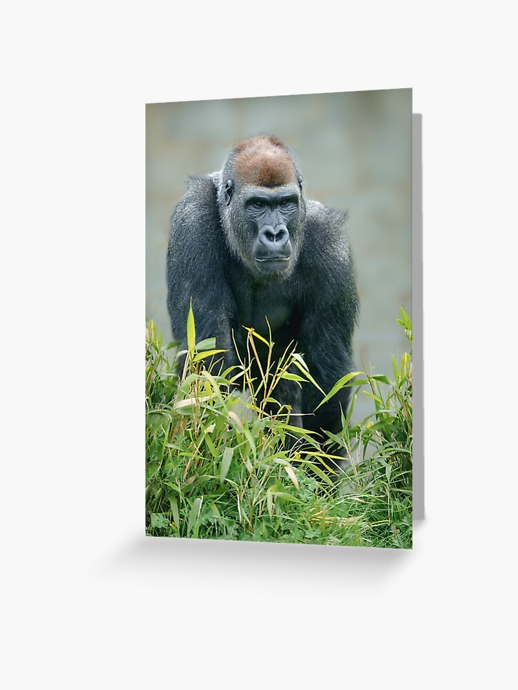 Gorilla Lope's Grin Throw Pillow for Sale by rawshutterbug