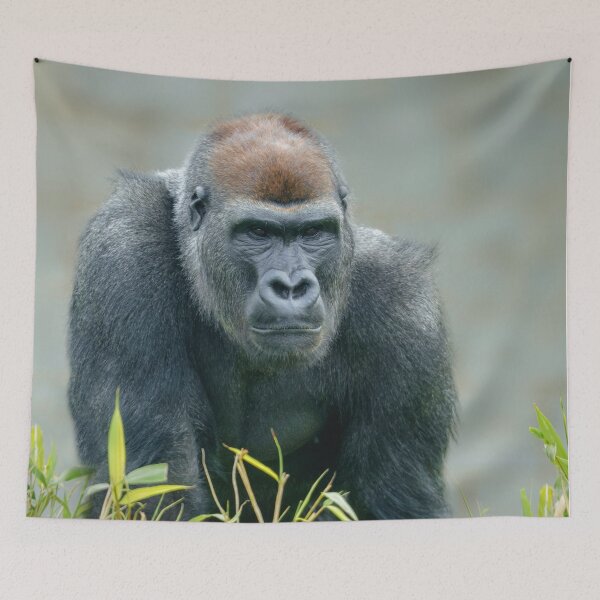 Item preview, Blackback Gorilla Lope designed and sold by rawshutterbug.