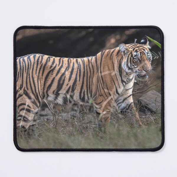 Item preview, Tiger on the prowl designed and sold by Pravine Chester.