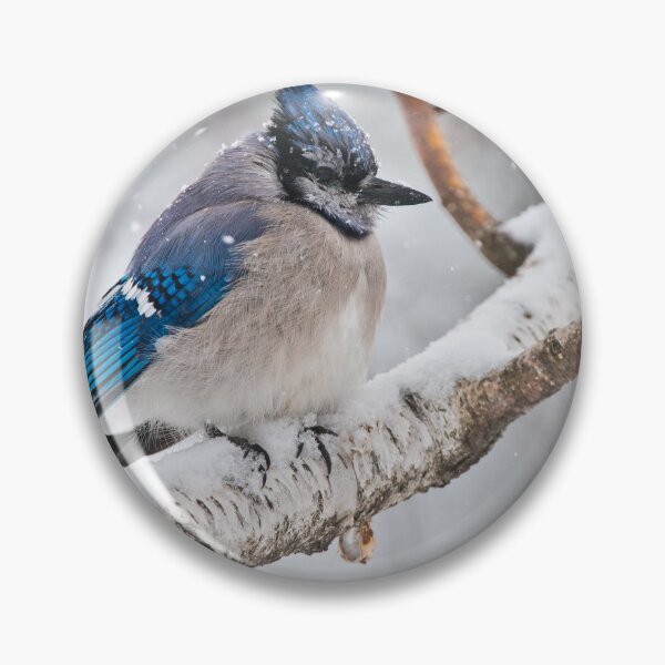 Artikelvorschau, Blue Jay im Winter entworfen und verkauft von Michael Cummings.