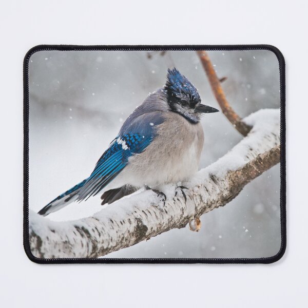 Artikelvorschau, Blue Jay im Winter entworfen und verkauft von Michael Cummings.