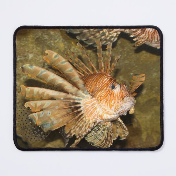 Item preview, Lion fish nature beauty exploris  designed and sold by eddiebarronshop.