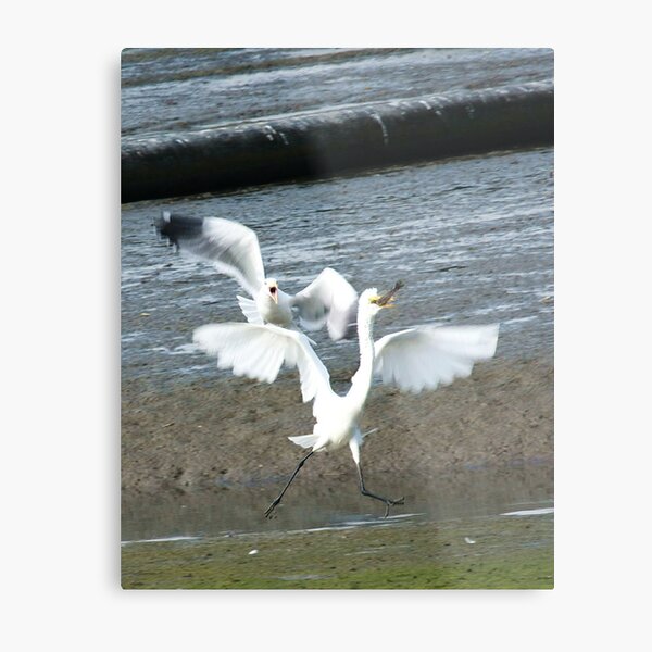 Stop Thief! Metal Print