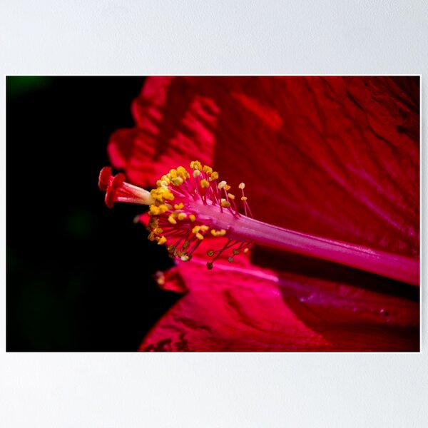 Item preview, Hibiscus Detail designed and sold by alabca.