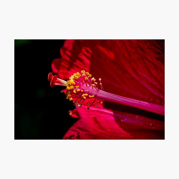 Item preview, Hibiscus Detail designed and sold by alabca.