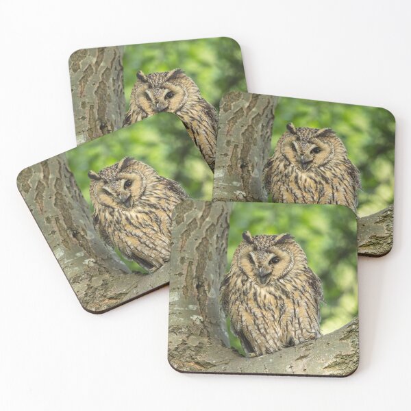Item preview, Long Eared Owl, Gauntlet Birds of Prey designed and sold by EDHPhotography.