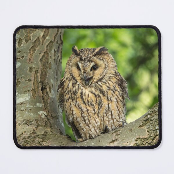 Item preview, Long Eared Owl, Gauntlet Birds of Prey designed and sold by EDHPhotography.