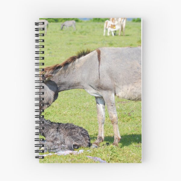 Item preview, Just born little donkey with jenny on pasture designed and sold by goceris.