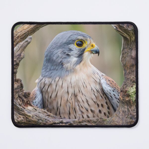 Item preview, COMMON KESTREL designed and sold by Steve Liptrot Photography.