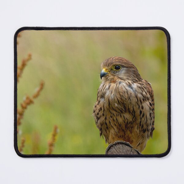 Item preview, Common Kestrel, Gauntlet Birds of Prey designed and sold by EDHPhotography.