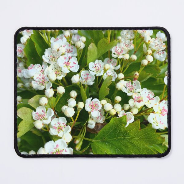 Item preview, May Blossom in Spring Sunshine designed and sold by Violaman.