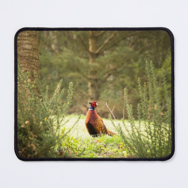 Item preview, Pheasant designed and sold by Jane Stanley Photography.