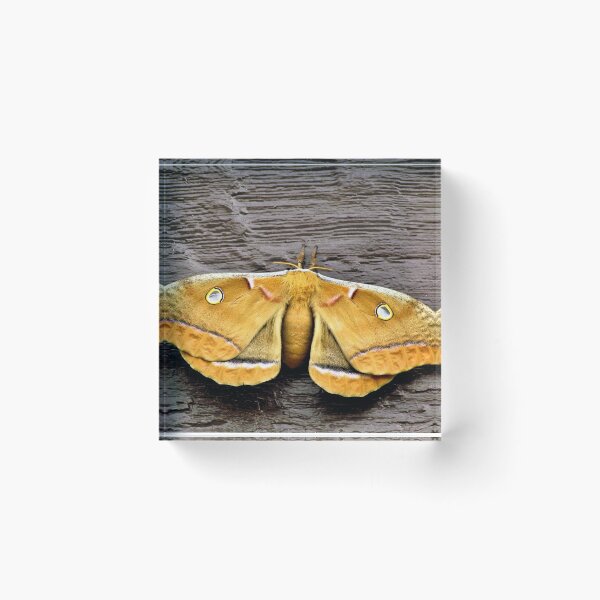 Item preview, Polyphemus Moth - Florida designed and sold by jtrommer.