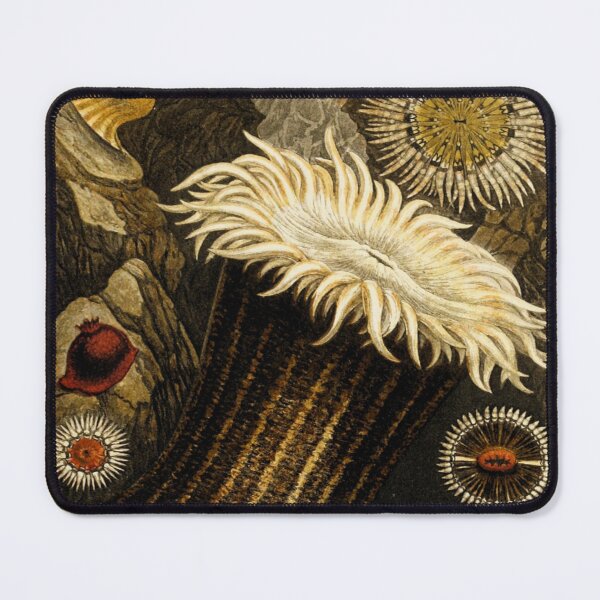 Item preview, Sea anemones illustration from Actinologia britannica designed and sold by Lacasadellora.