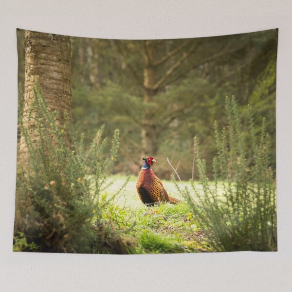 Item preview, Pheasant designed and sold by Jane Stanley Photography.
