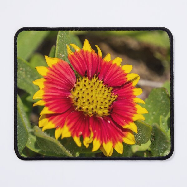 Item preview, Firewheel Flower designed and sold by TinyDinoDesigns.