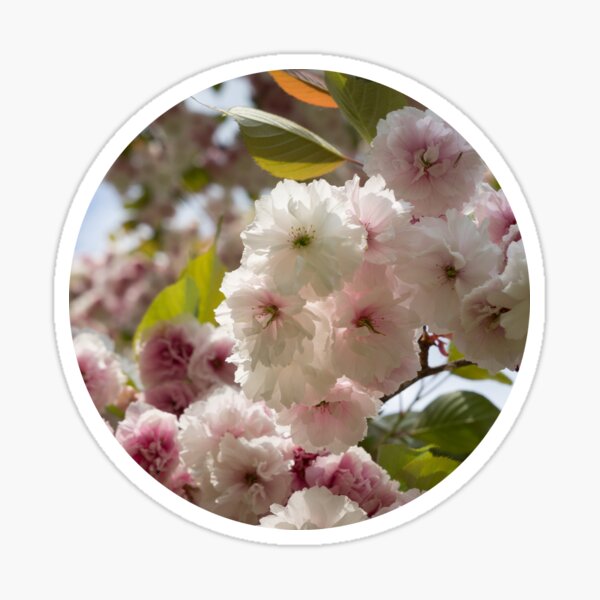 Pale pink blossoms of an ornamental cherry in spring 2 Sticker