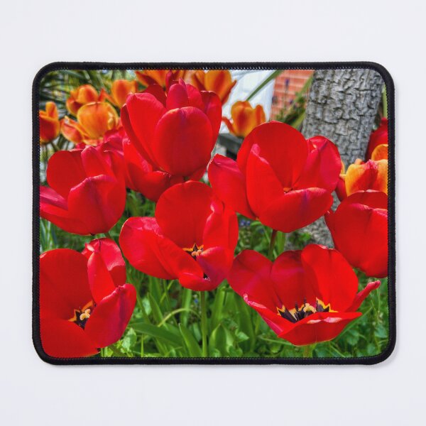 Item preview, Gorgeous Norfolk Tulips designed and sold by Discovery-Gifts.