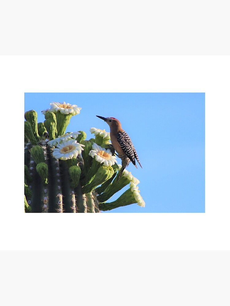 Discover Gila Woodpecker And Saguaro Blooms Shower Curtain