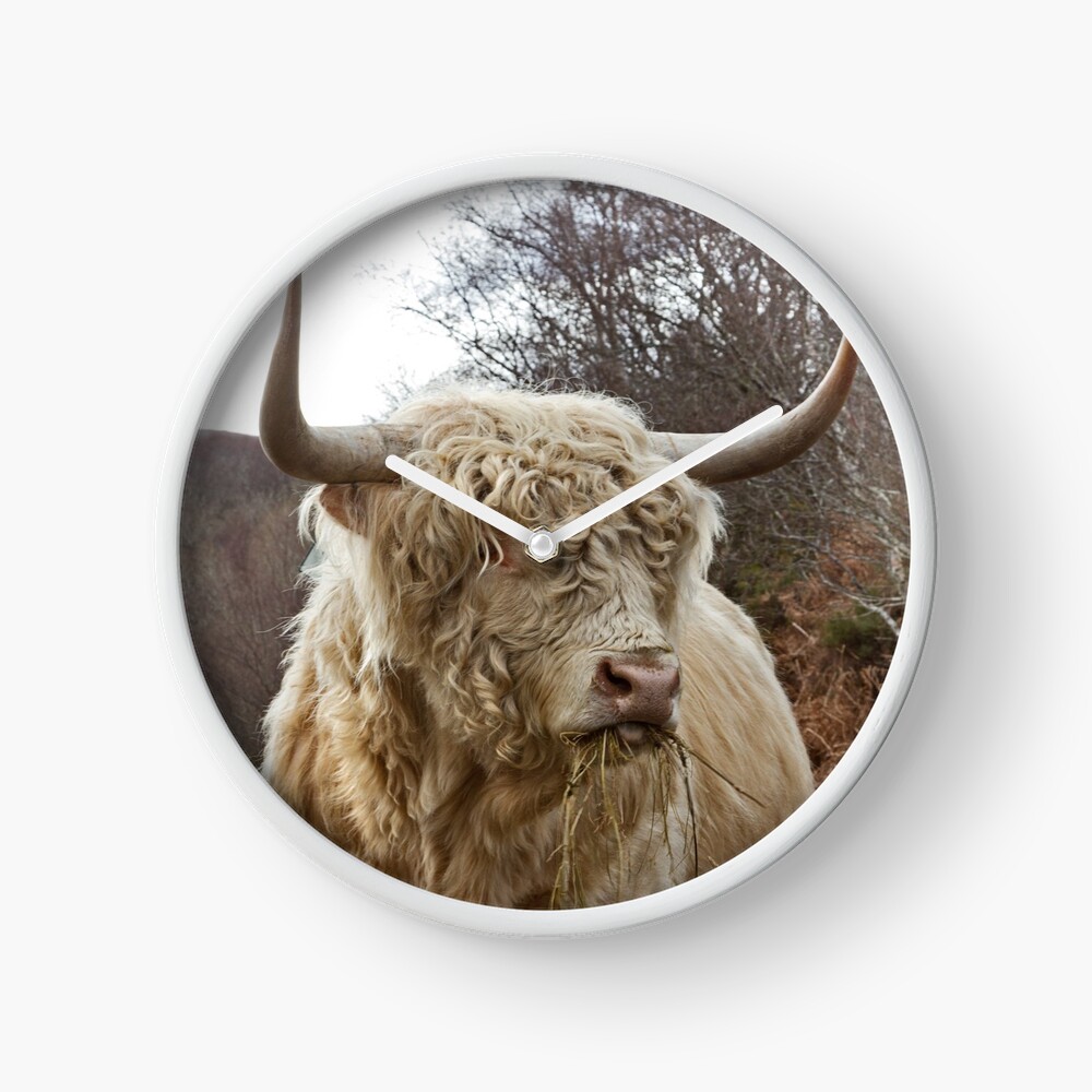 Hairy Highland Bull Scottish Highlands. Poster for Sale by Barbara Jones ~  PhotosEcosse