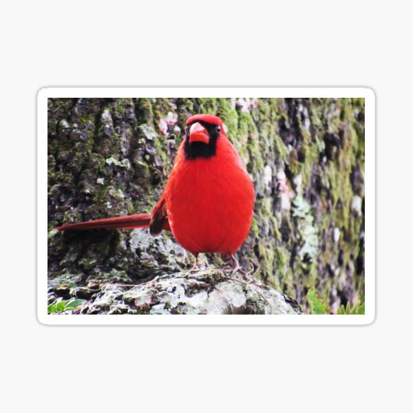 Dean Crouser Canvas Prints - Cardinals in Tree ( Animals > Birds > Cardinals art) - 26x18 in