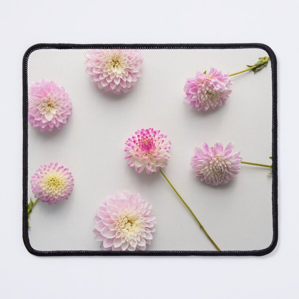 Item preview, Beautiful pink dahlias against white background designed and sold by Natalie Board.