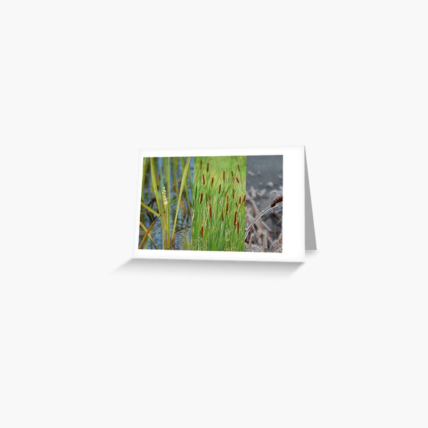 cattail stages Greeting Card